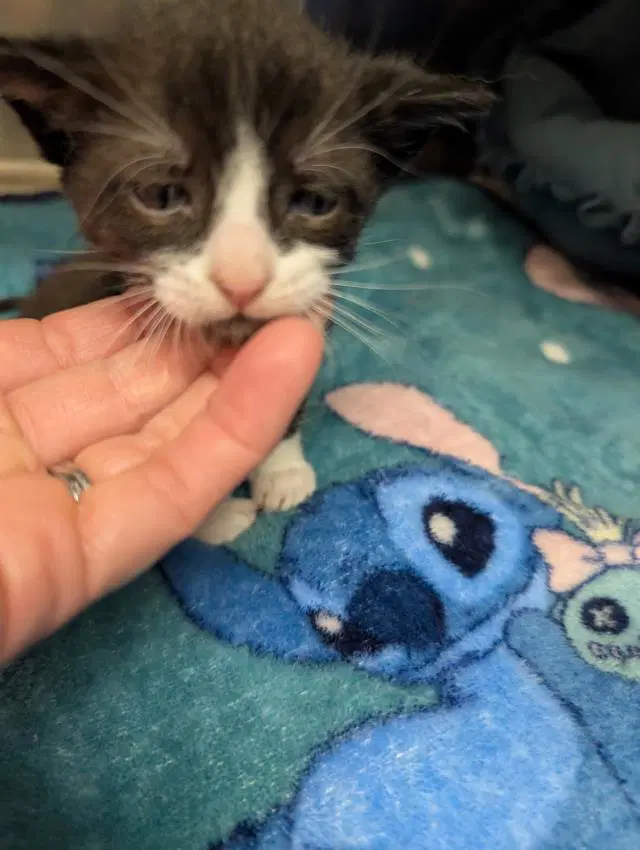Mousse - Domestic Short Hair