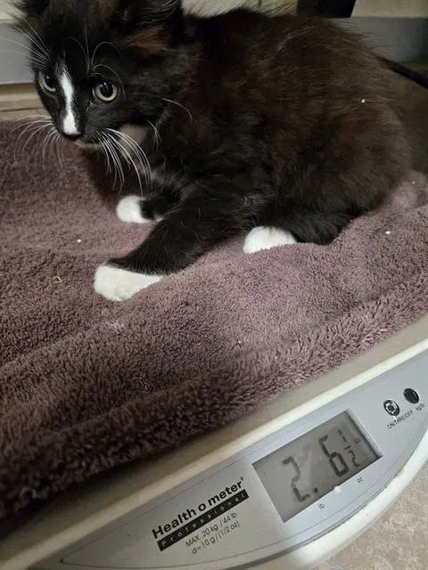 Reno - Domestic Short Hair