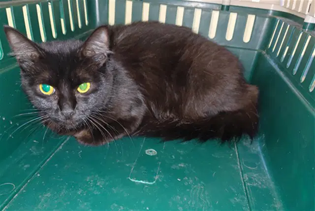 Gigi - Domestic Short Hair