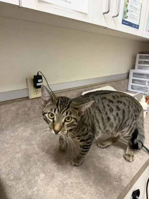 Unknown - Domestic Short Hair