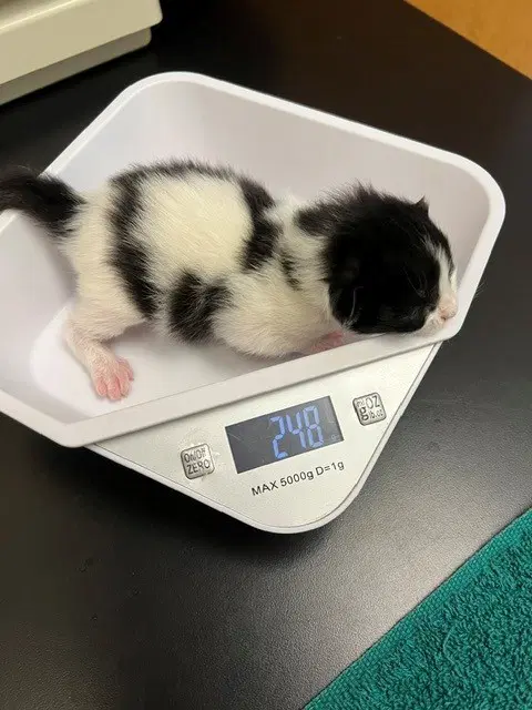 Hardy - Domestic Short Hair