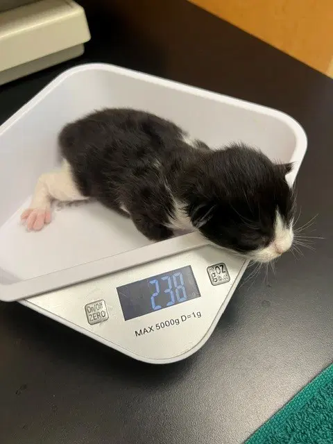 Kacey - Domestic Short Hair