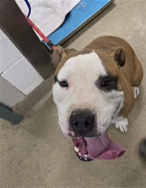 Scrappy Doo - Pit Bull Terrier