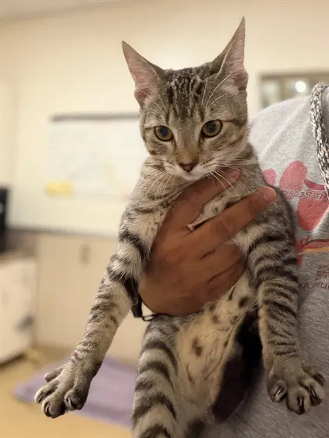 Mocha - Domestic Short Hair
