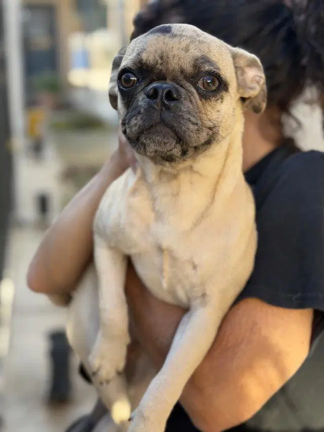 Caroline - Pug