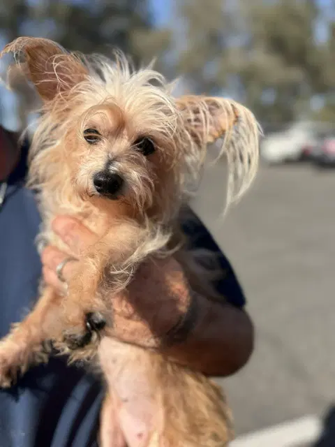 Zoe Renee - Toy Fox Terrier