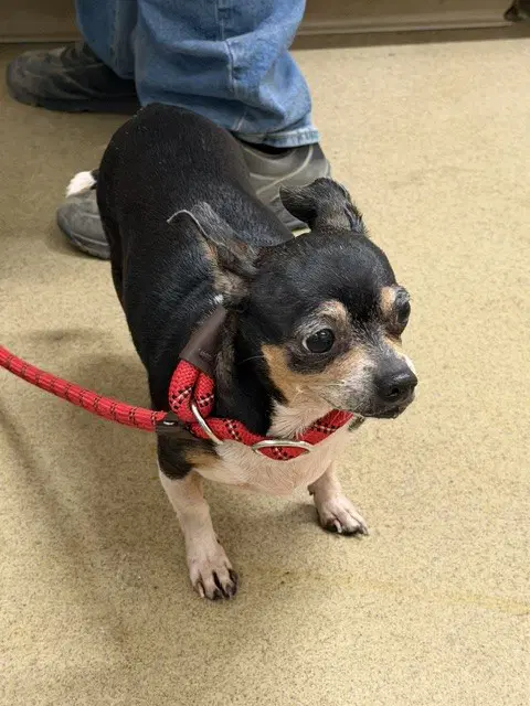 Gidgy - Chihuahua
