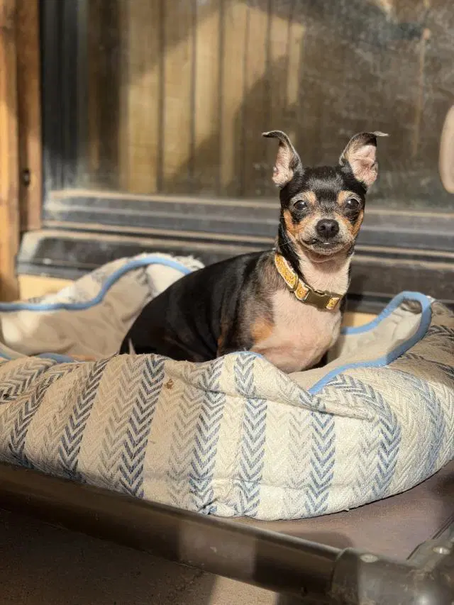 Gidgy - Chihuahua
