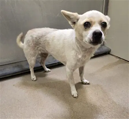 Trudy - Chihuahua