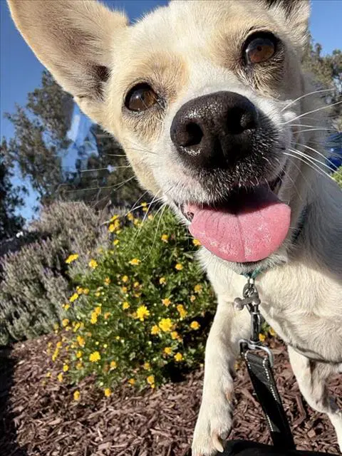 Trudy - Chihuahua