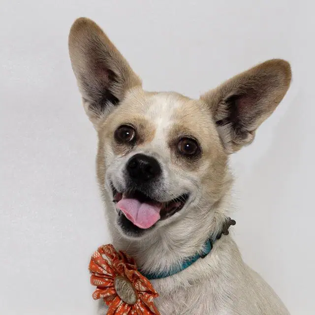 Trudy - Chihuahua
