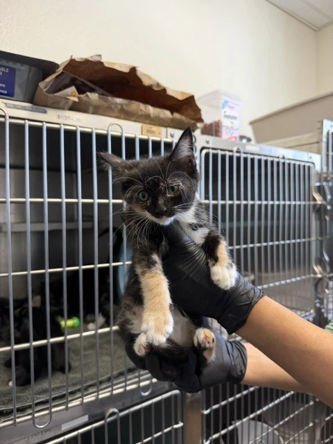 Pixie Kk-