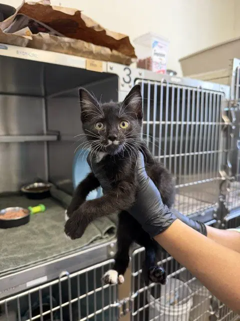 Pluto Kk- - Domestic Short Hair