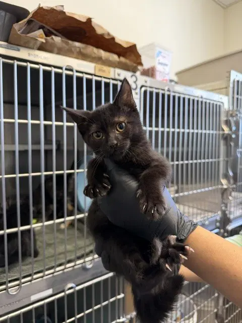 Penelope Eee- - Domestic Short Hair