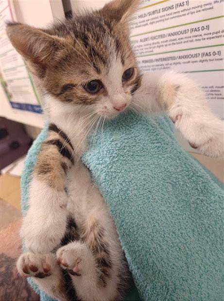 NICO, a cat for adoption from Santa Barbara County Animal Services - Santa Maria