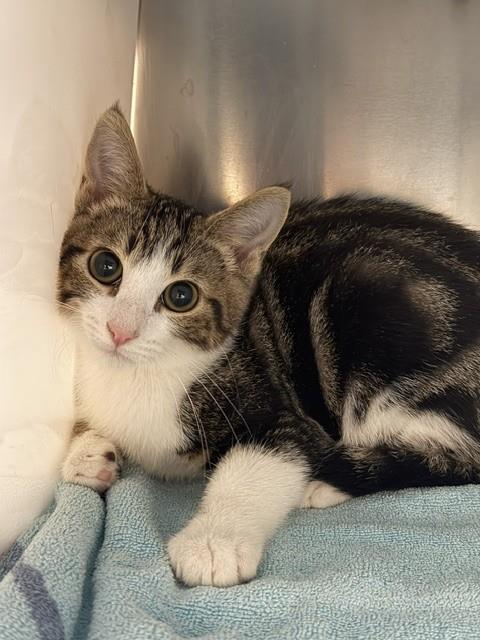 Nico, Domestic Short Hair (medium coat)