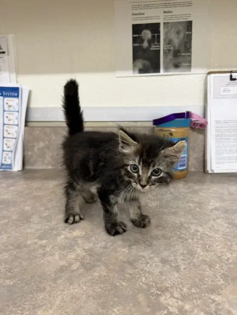 Paco - Domestic Short Hair