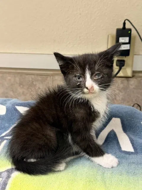 Jett J- - Domestic Short Hair