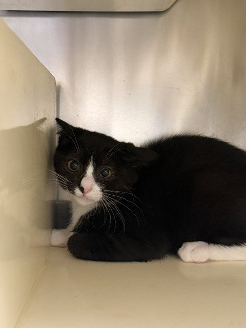 Jett J-1, Domestic Short Hair (medium coat)