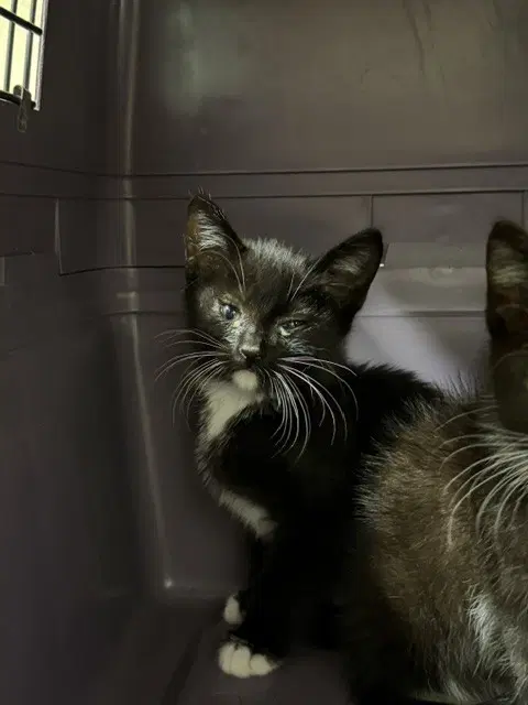 Joan J- - Domestic Short Hair