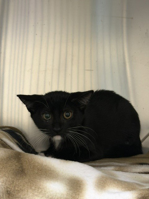 Joan J-2, Domestic Short Hair (medium coat)