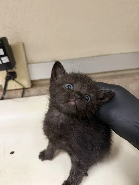 Jinx - Domestic Short Hair