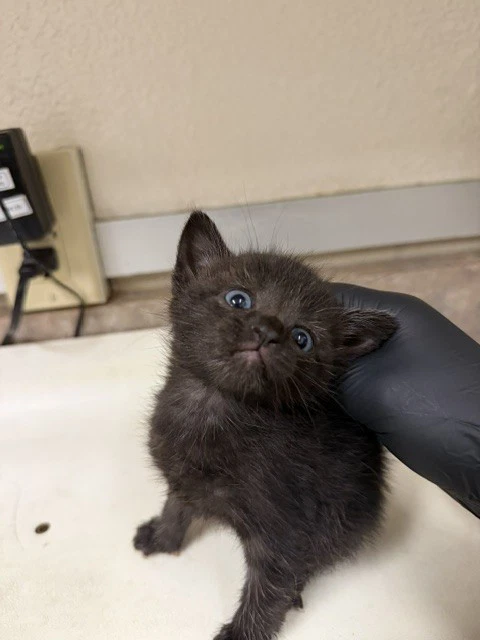 Jinx