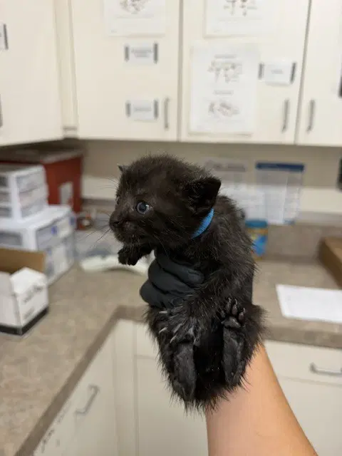 Niko - Domestic Short Hair