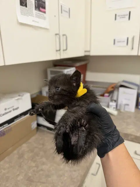 Cocoa - Domestic Short Hair
