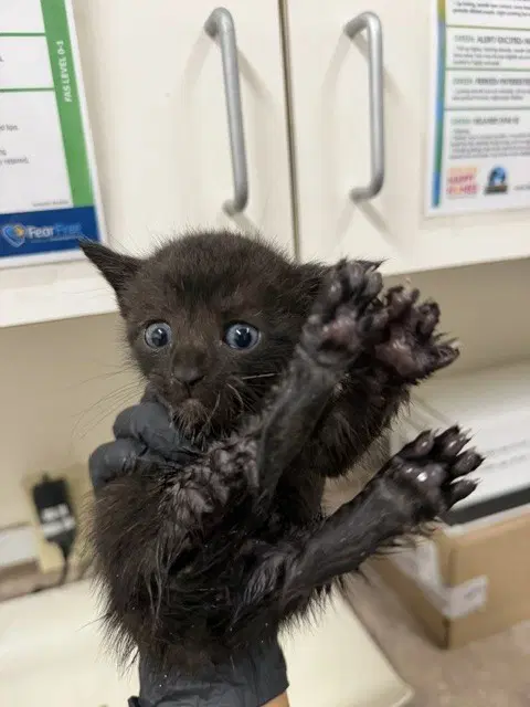 Tiki - Domestic Short Hair