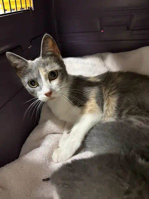 Queen I - Domestic Short Hair