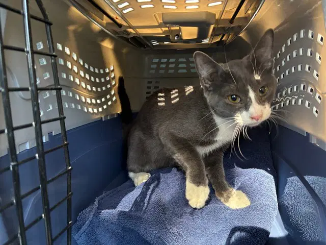 Unknown - Domestic Short Hair