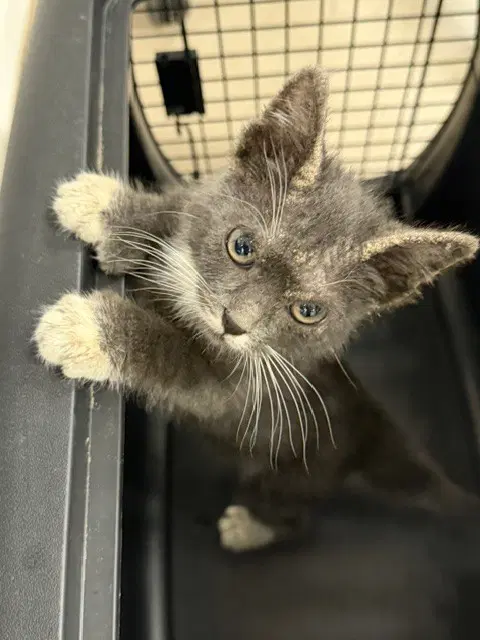 Dixie - Domestic Long Hair