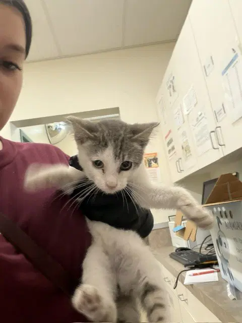Bibble - Domestic Long Hair