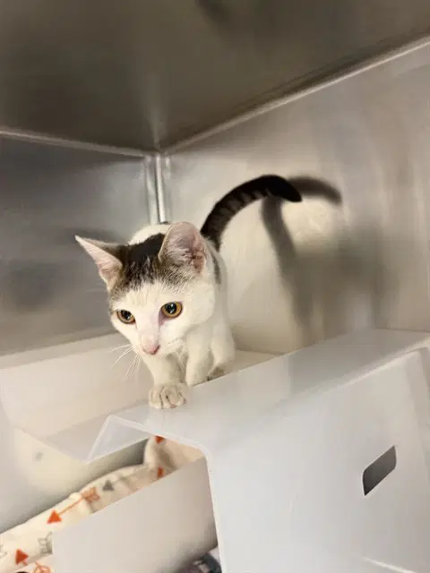 Unknown - Domestic Short Hair
