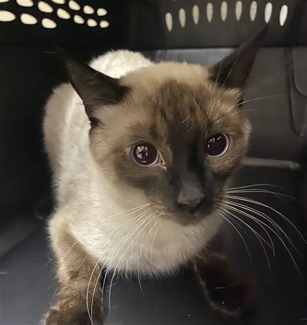 Emily - Siamese