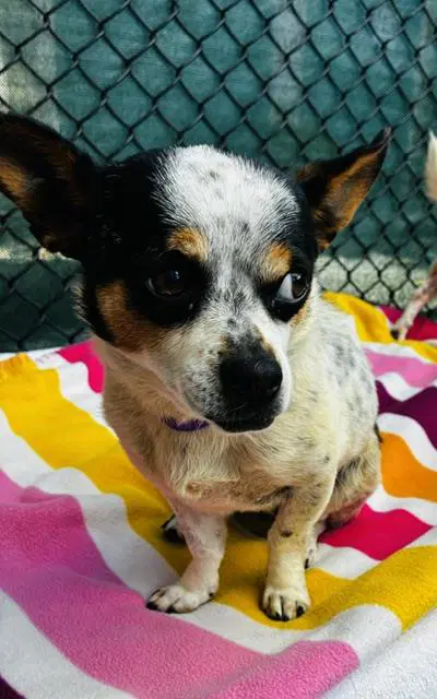 Buttons - Chihuahua