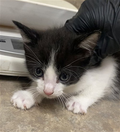 FELIX, a cat for adoption from Santa Barbara County Animal Services - Santa Maria