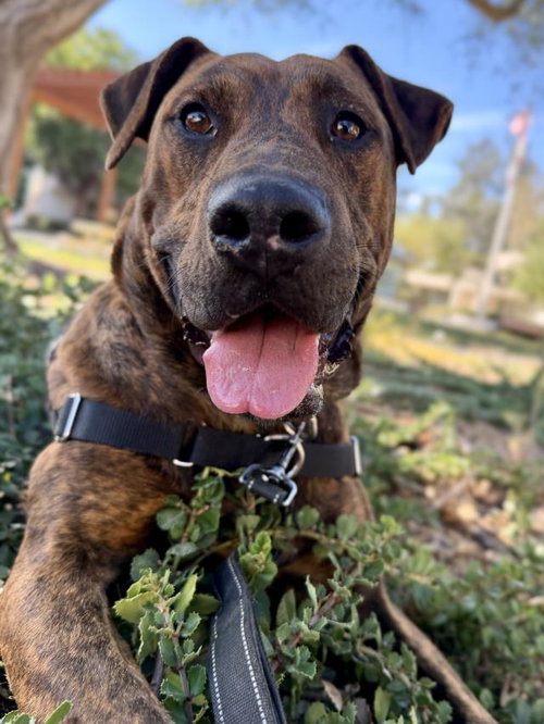 SULLY, a dog for adoption from Santa Barbara County Animal Services - Santa Maria