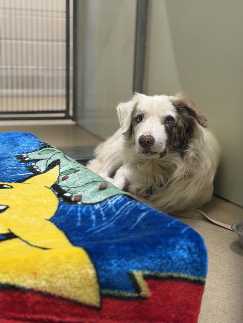 BOOMER, a dog for adoption from Santa Barbara County Animal Services - Santa Maria