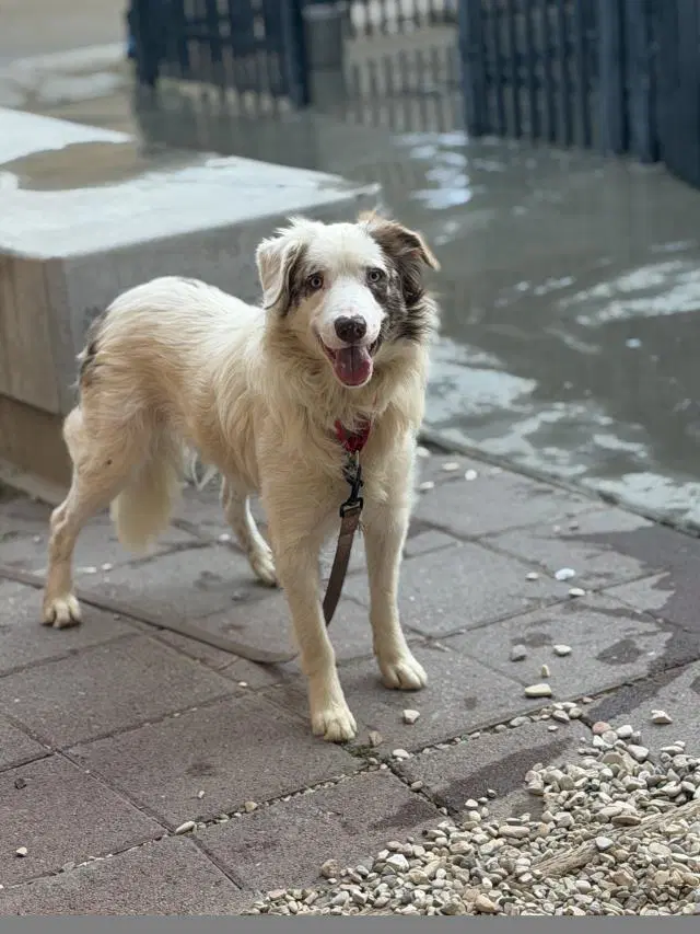 Boomer - Border Collie