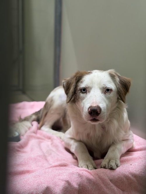 RUDY, a dog for adoption from Santa Barbara County Animal Services - Santa Maria