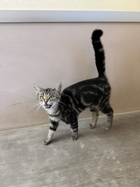 CRUSH, a cat for adoption from Santa Barbara County Animal Services - Santa Maria