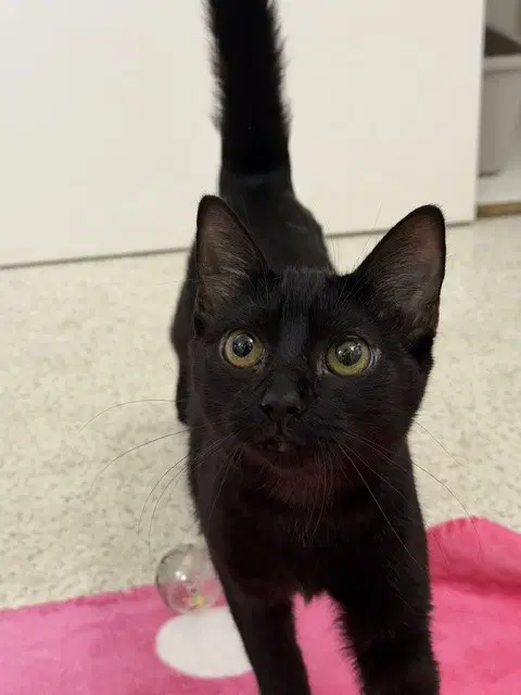 Ember - Domestic Short Hair