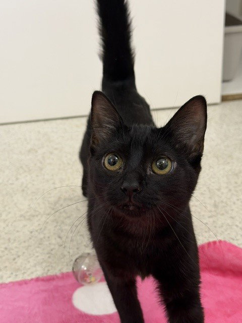 EMBER, a cat for adoption from Santa Barbara County Animal Services - Santa Maria