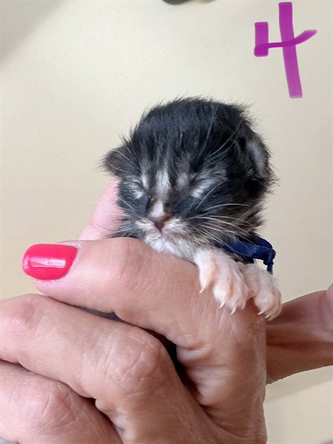 Wynona, Domestic Short Hair