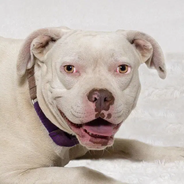 Sugar - Pit Bull Terrier