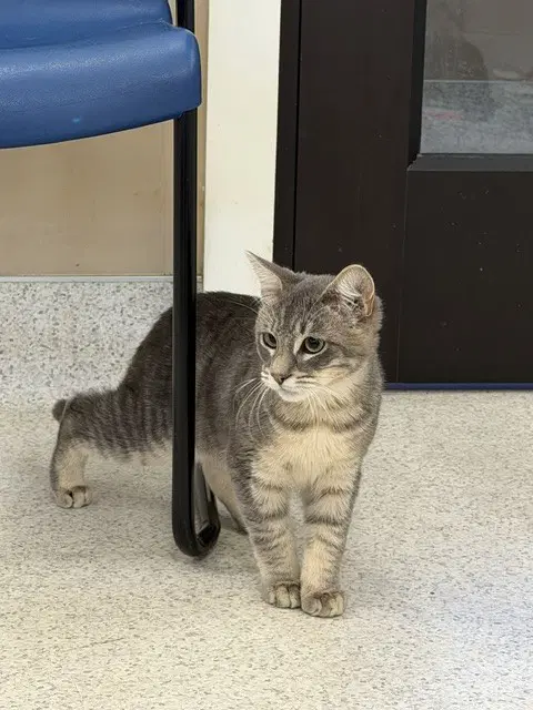 Bibble - Domestic Medium Hair
