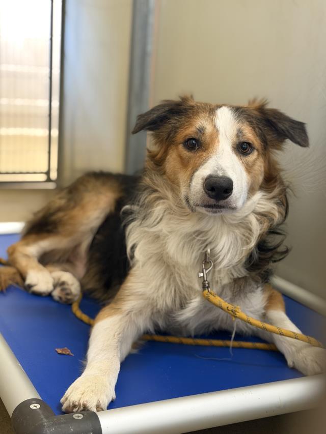 Colt, Border Collie