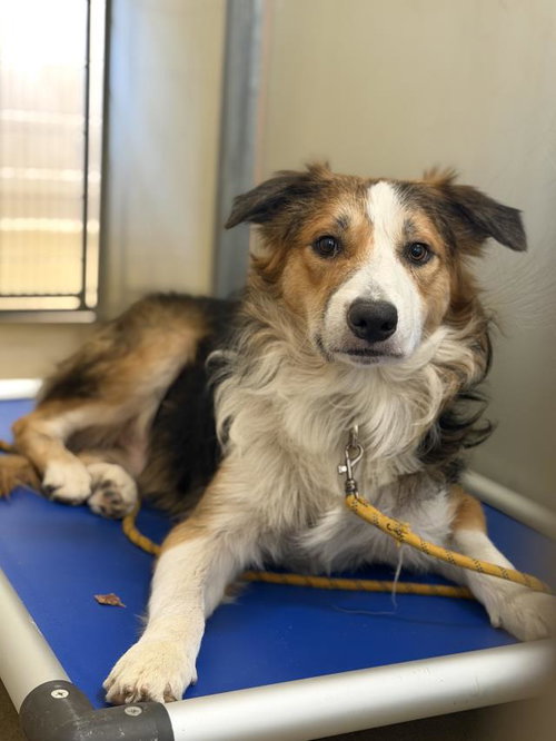 COLT, a dog for adoption from Santa Barbara County Animal Services - Santa Maria